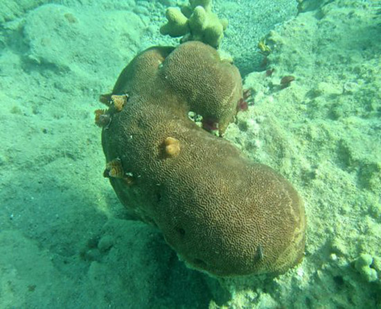 smooth starlet coral with christmas tree worms