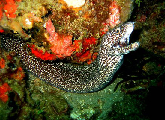 spotted moray