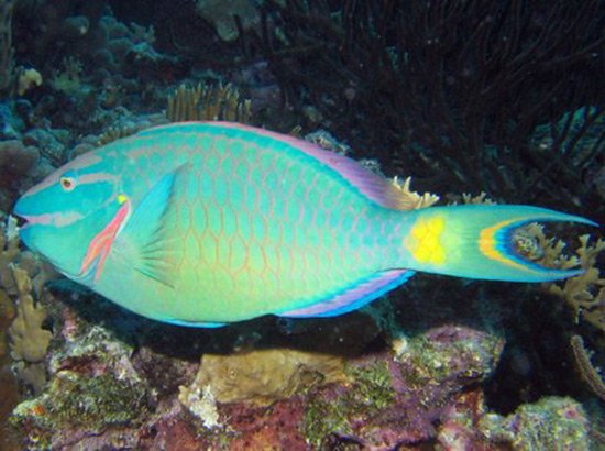 stoplight parrot fish