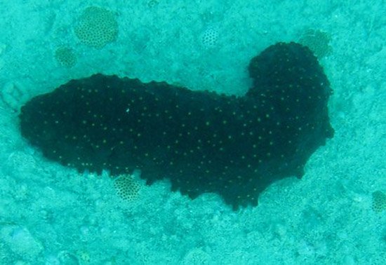 three rowed sea cucumber in anguilla