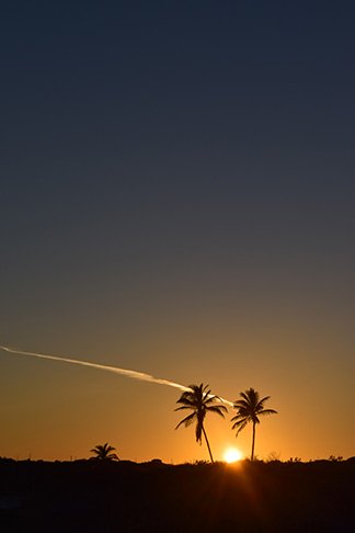 beautiful sunset at palm grove