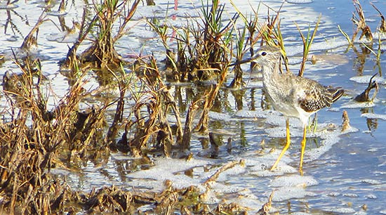 lesser yellowlegs in anguilla