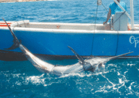 Blue Marlin Caught in Anguilla<br>Photo From The Anguillian Newspaper