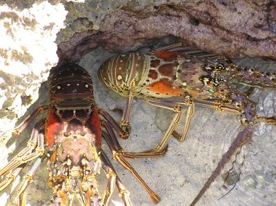 Anguilla Lobsters