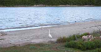 Anguilla salt ponds