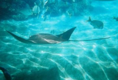 Underwater snorkeling photo of a big stingray and some beautiful reef fish.
