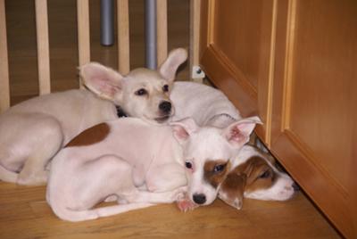 How could you not bring them home!
