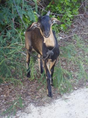 Supermodel Goat
