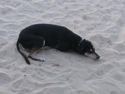 Beach Dog