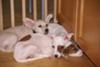 How could you not bring them home!