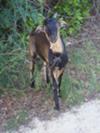 Supermodel Goat