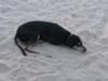 Beach Dog
