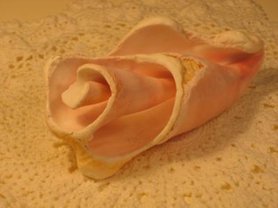 My Anguilla Rose Conch