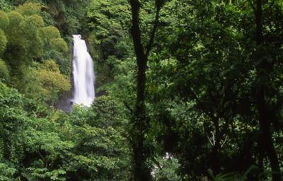 lush Dominica