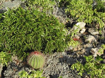 Anguillan Cactus