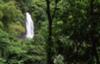 lush Dominica