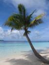 This palm tree needs a couple of friends! I think my wife and I can fit the bill!
